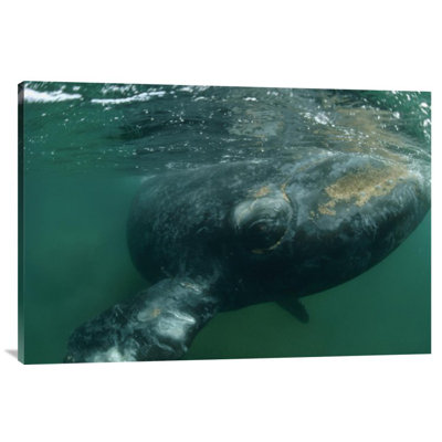 " Southern Right Whale Close Up, Underwater Near Surface, Argentina "