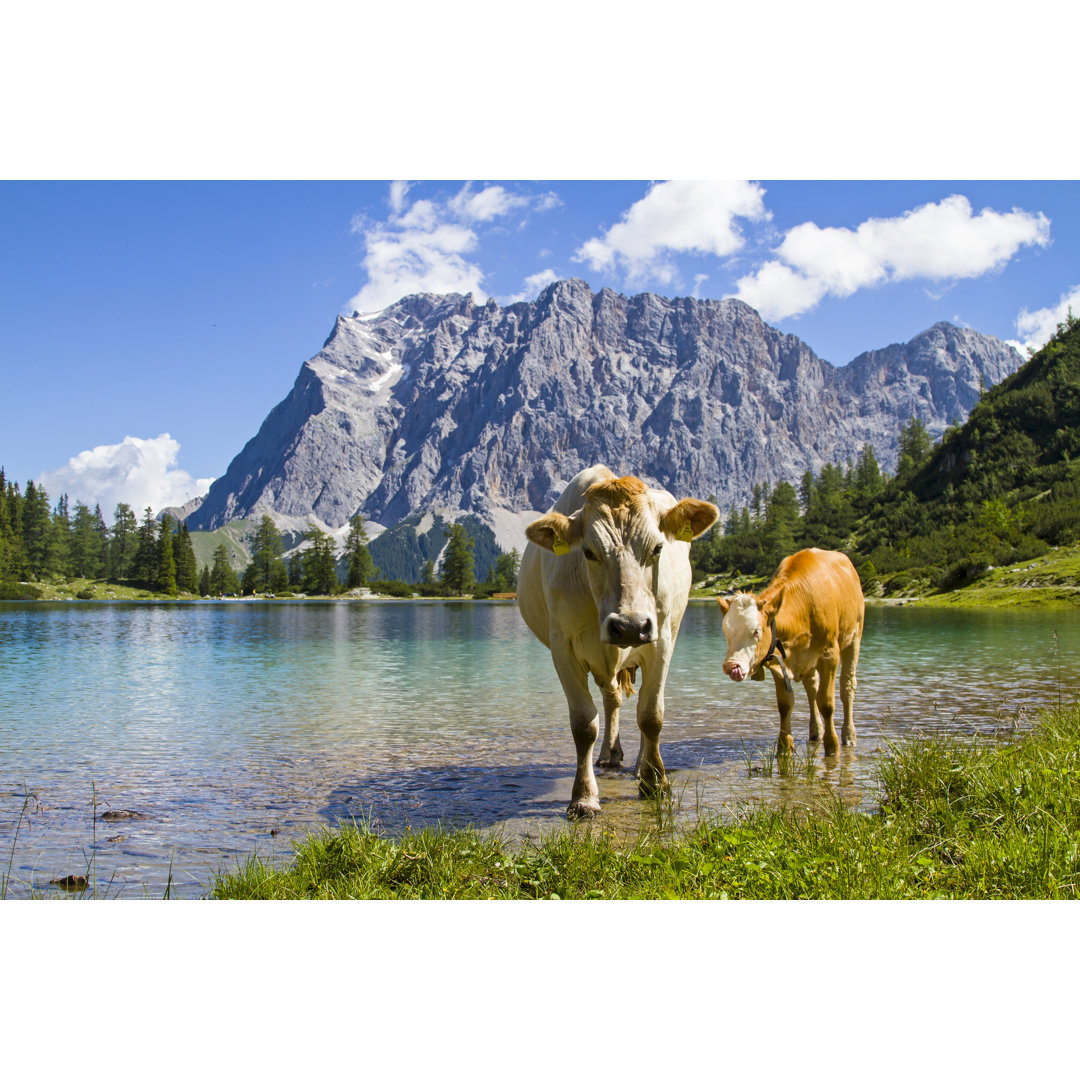 Weide am Seebensee von Tinieder - Druck