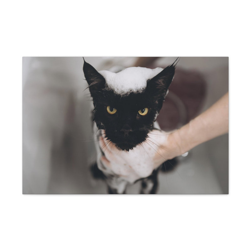 Cute Main Coon Bathee Canvas Wall Art