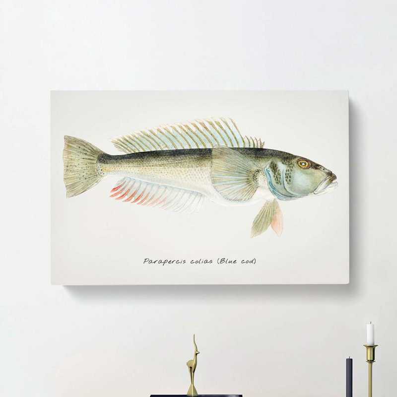 Illustration of a Blue Cod Fish by F.E. Clarke - Wrapped Canvas, 35cm H x 50cm W x 3cm D