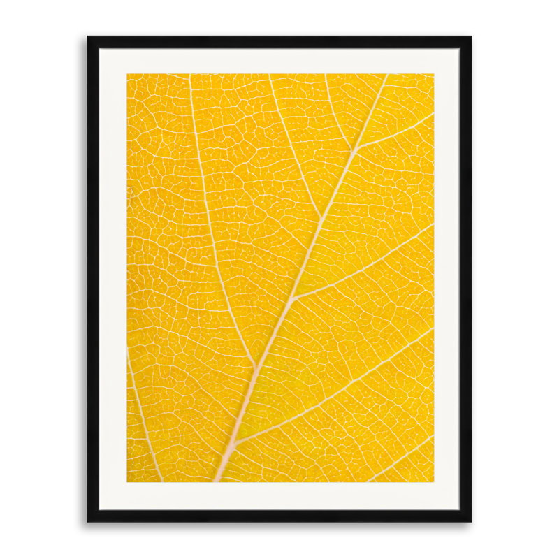 Feuille d'automne par Philippe Moisoux - photographie, H 31,2 po x l 25,2 po, Cadre noir