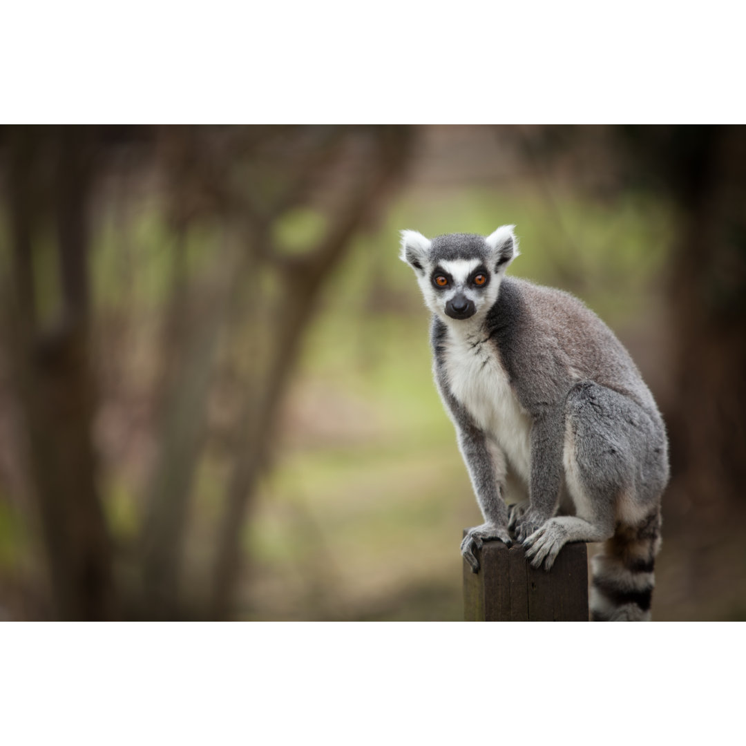 Einzelner Ringelschwanzlemur von BestSide - Ohne Rahmen auf Leinwand