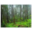 Hoh Rain Forest - reproduction de photo sur toile tendue-1655828957-1649635790