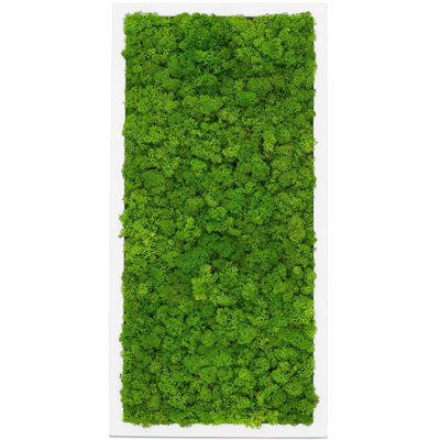 Moss Picture Reindeer Moss