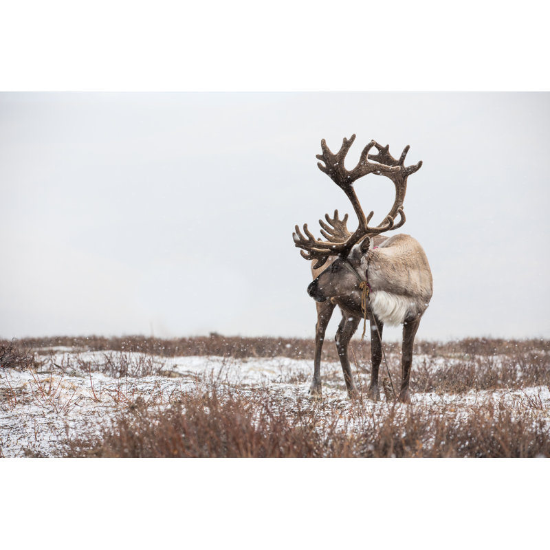 Old Male Reindeer by Kertu_ee - Wrapped Canvas Print, 30cm H x 46cm W
