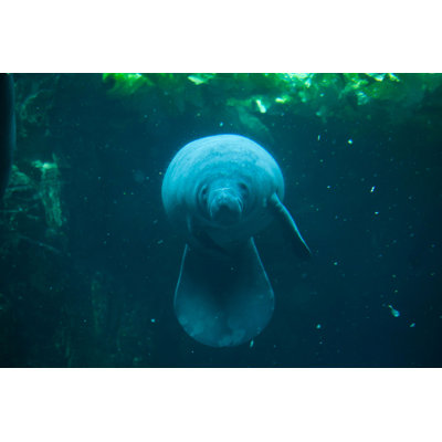 Blarwood " Antillean Manatee "