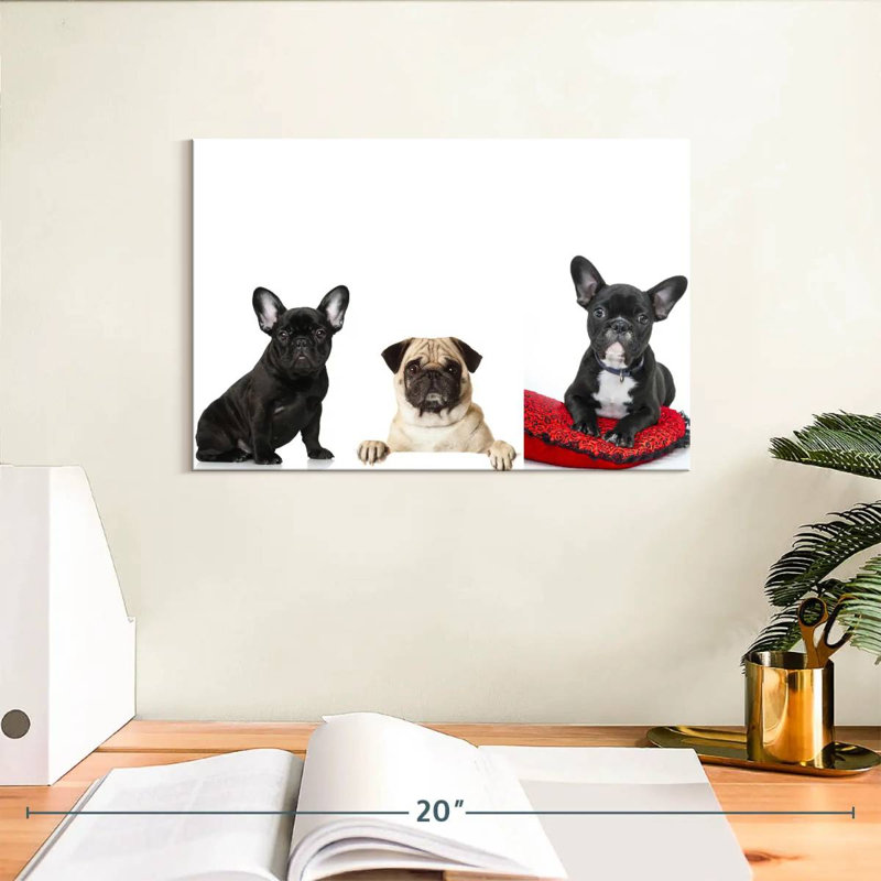 Bouledogue français et carlin Brampt, H 8 po x l 12 po