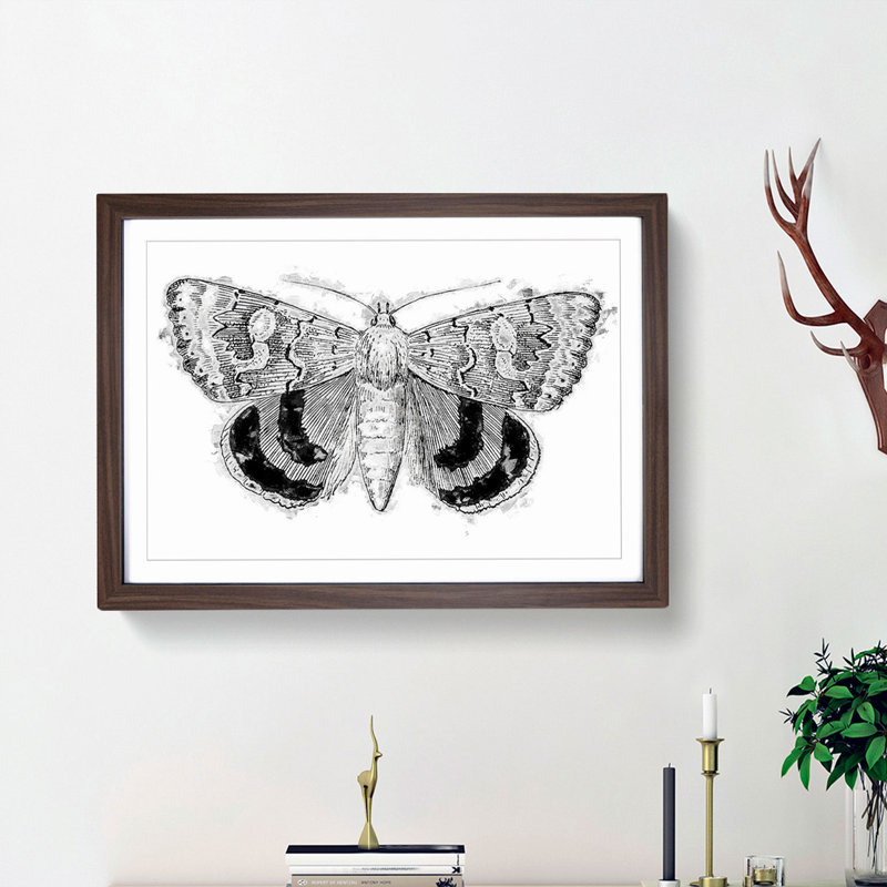 Sleepy Underwing Moth by S.F. Denton - Picture Frame Painting Print, Walnut Framed, 27cm H x 36cm W x 2cm D