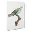 Abyssinian Roller Bird - Wrapped Canvas-55368793