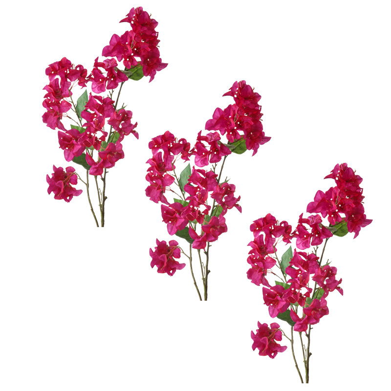 Bougainvillier 41 po 