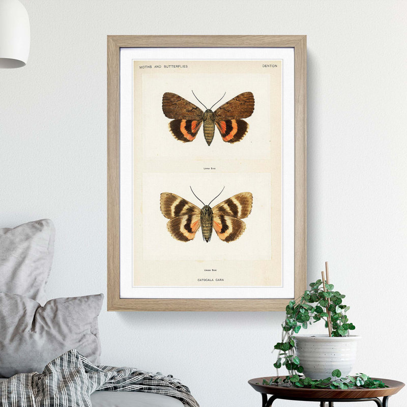 Darling Underwing Moth by S.F. Denton - Picture Frame Painting Print, 36cm H x 27cm W x 2cm D, Oak Framed