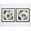 « anemone study », ensemble de 2 reproductions encadrées-27610094