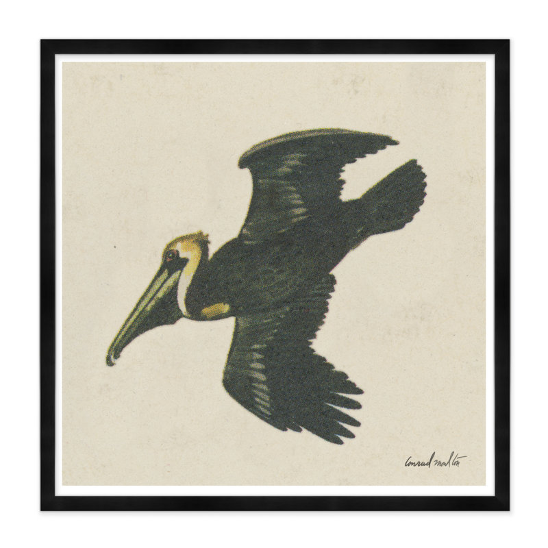 Moulton Collection " Pelican ", Black