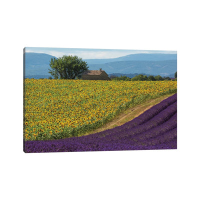 France, Provence. Lavender Field In The Valensole Plateau. by Jaynes Gallery - Wrapped Canvas Gallery-Wrapped Canvas Giclée
