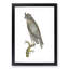 Least Horned Owl by George Shaw - Framed Print-55617594-55617596