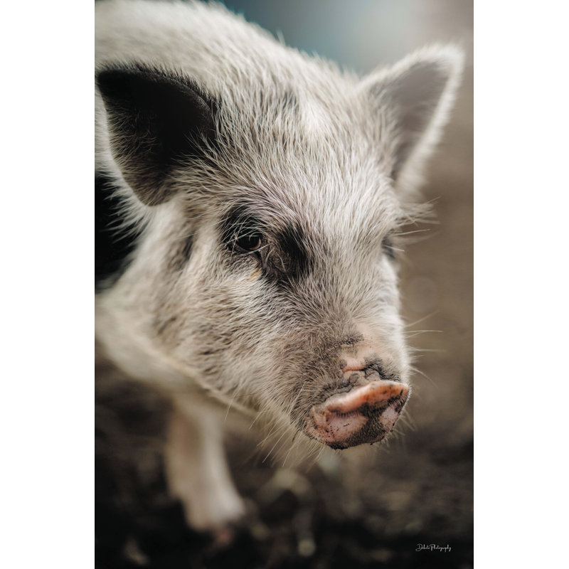 Ce petit cochon I, H 12 po x l 8 po