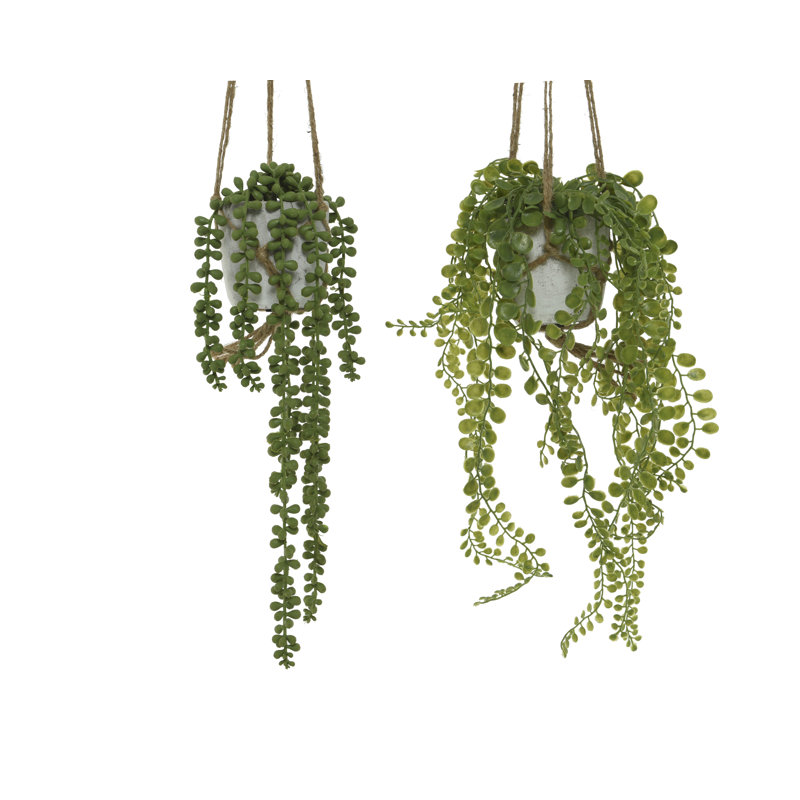 Arrangement in Pot