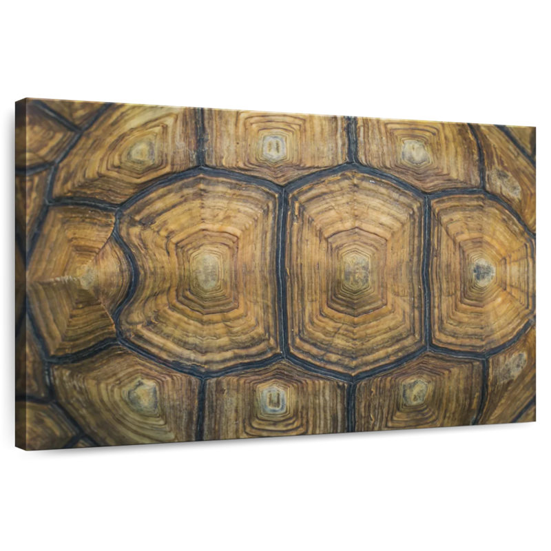 Brampt Giant Tortoise Shell, 26" H x 39" W