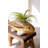 SET OF TWO CERAMIC FISH VASES
