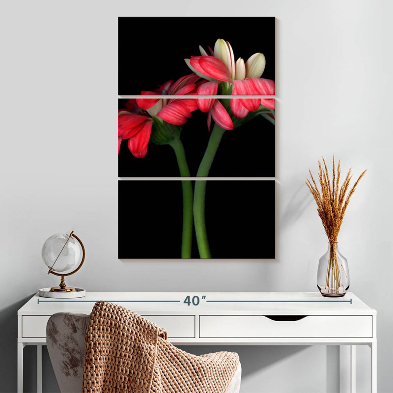 Harnek Gerbera II, H 32 po x l 20 po