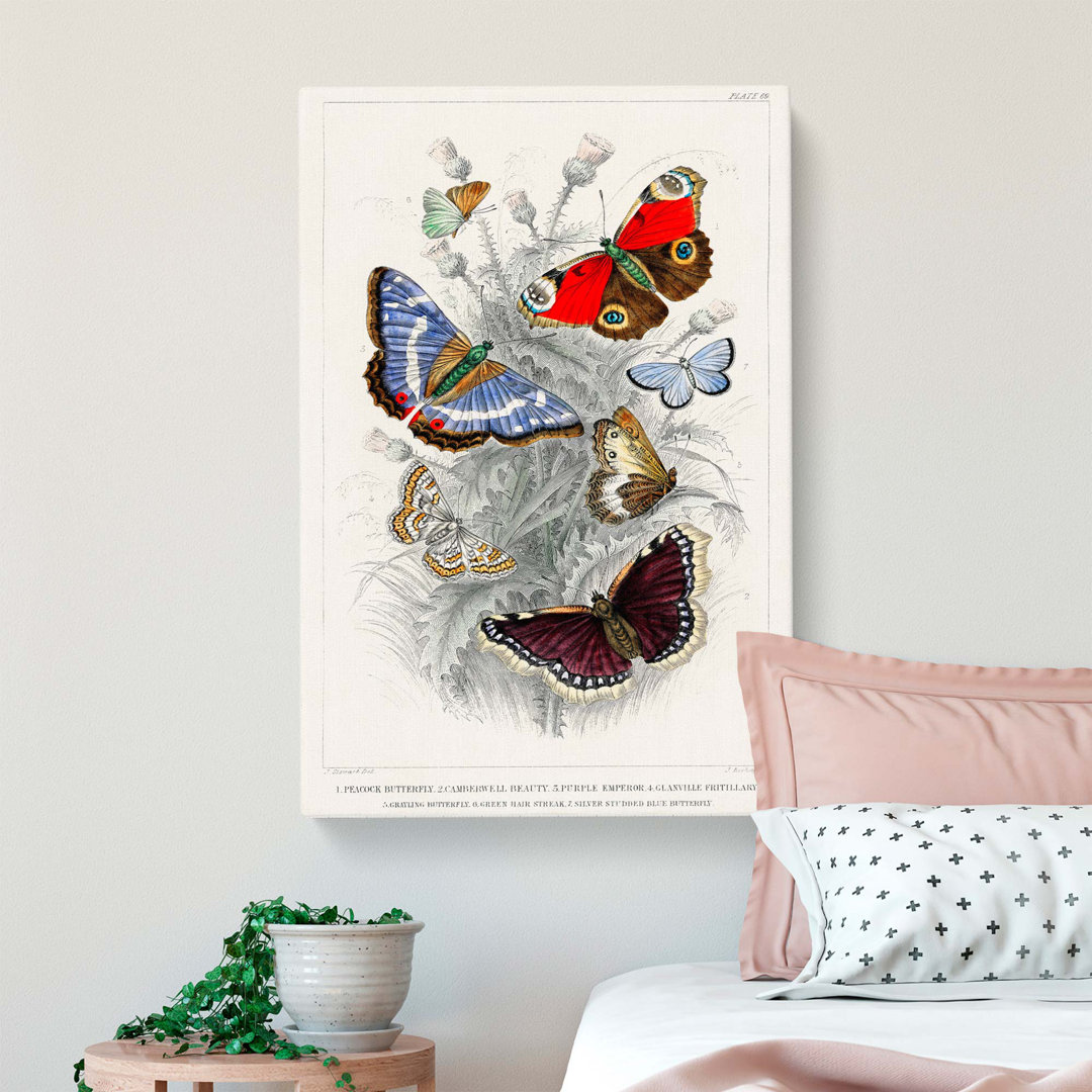 Assortment of Butterflies PL.69 by Oliver Goldsmith - Wrapped Canvas Painting Pint - Wrapped Canvas