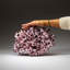 Genuine Purple Acorn Barnacle Cluster (3.5 Lbs)