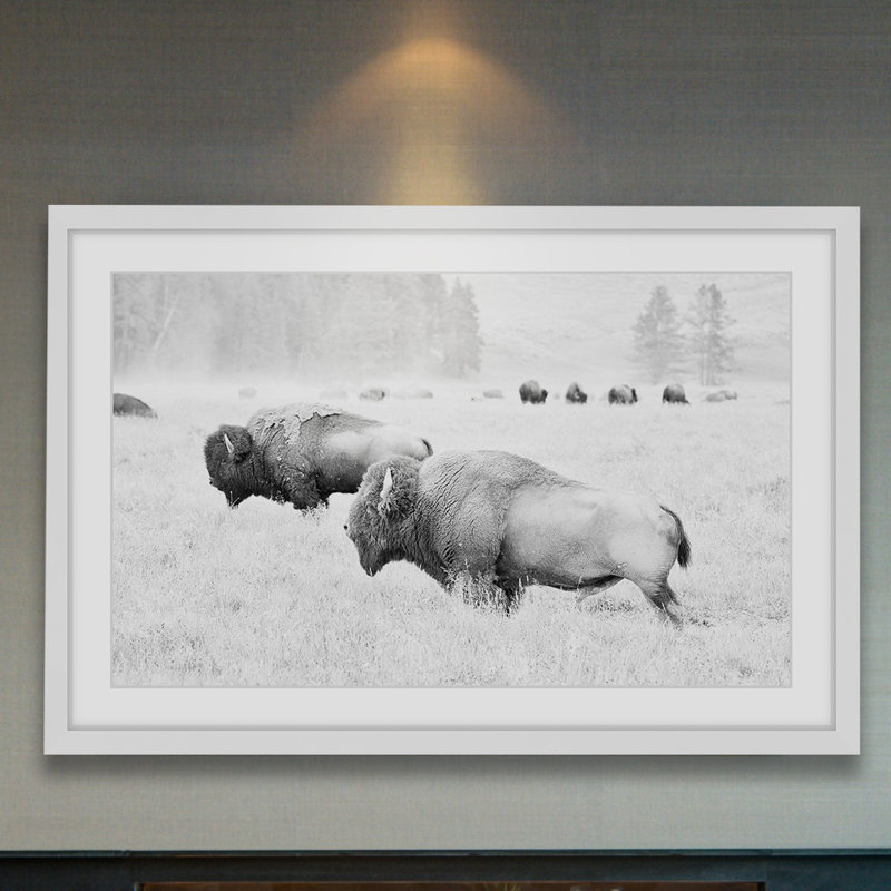 " Buffalos Two ", 24" H x 36" W x 1.5" D