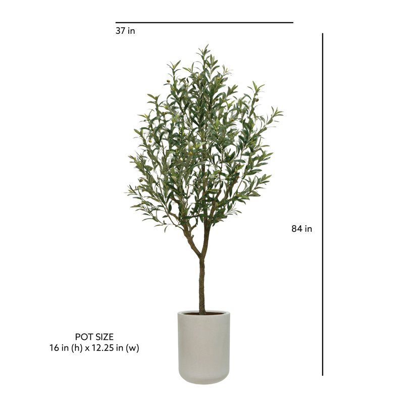 7FT Olive Tree KD