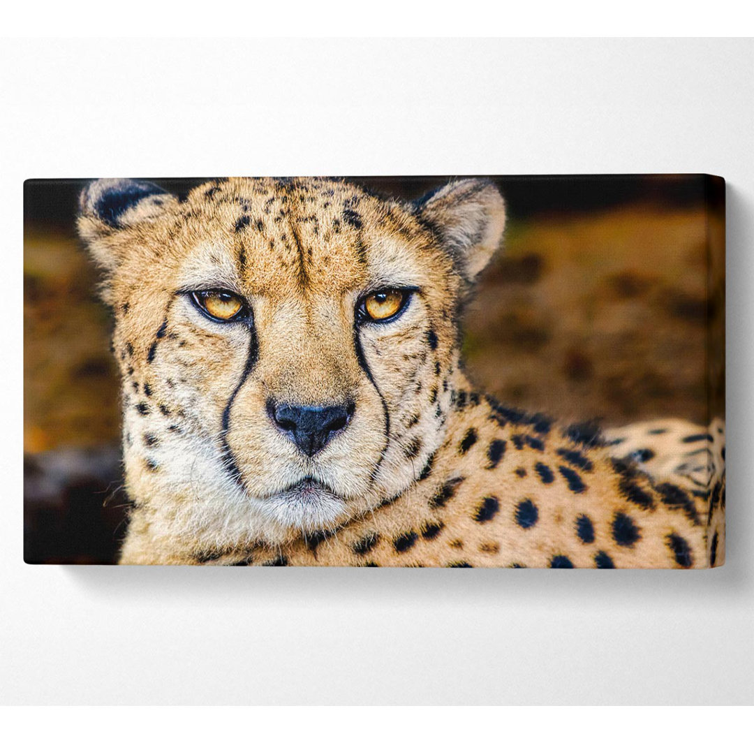 Ayin Beautiful Cheetah Face - Kunstdrucke auf Leinwand