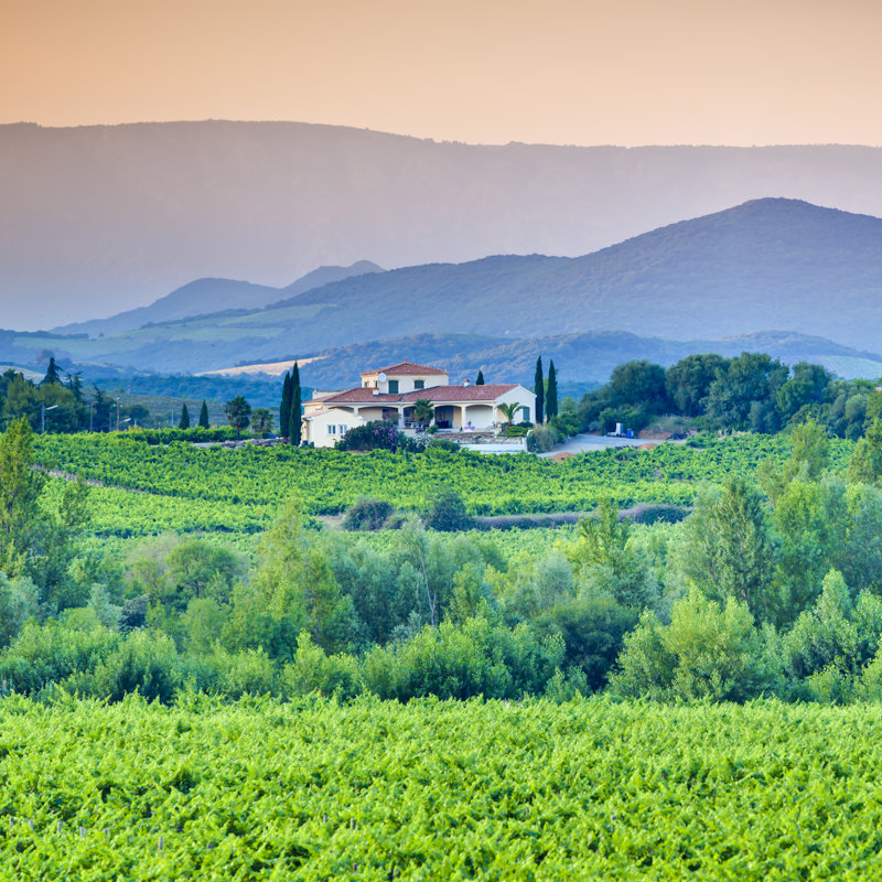 Vineyard by Espiegle - Wrapped Canvas Print, 91cm H x 91cm W x 3.8cm D