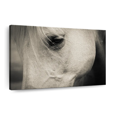 White Horse Eye Canvas Print