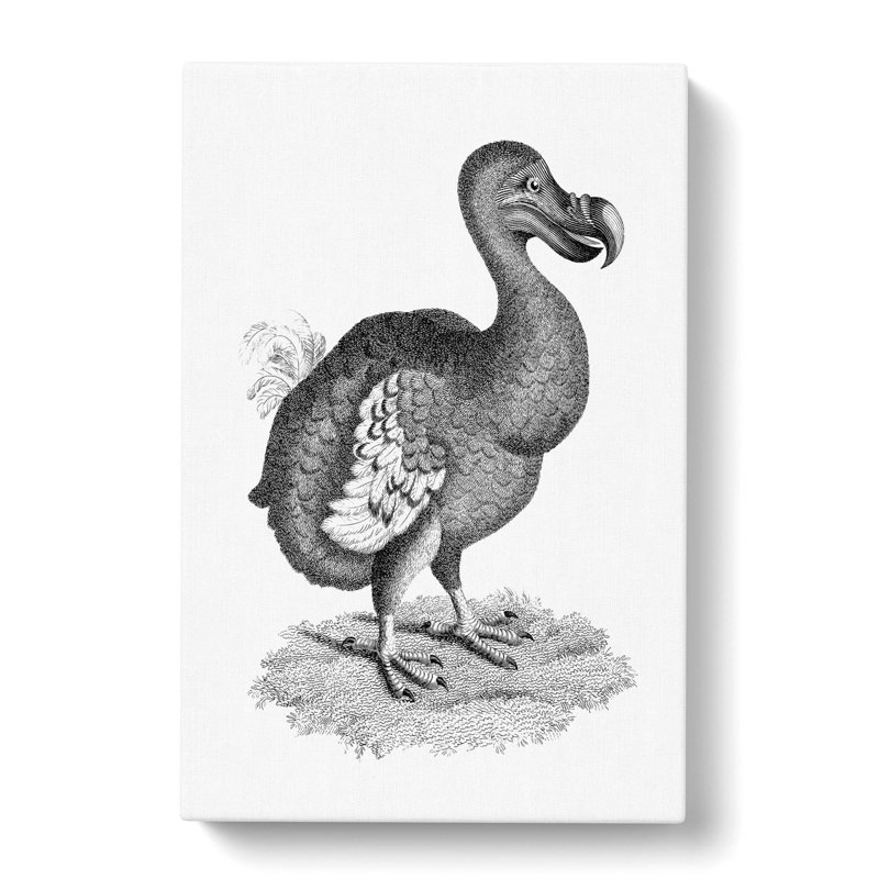 Dodo in Black & White by George Shaw - Wrapped Canvas Drawing Print, 60cm H x 40cm W x 3cm D