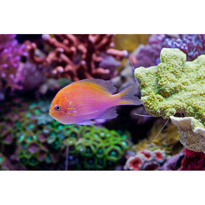 Orange Fish - Wrapped Canvas Print, 30cm H x 46cm W x 3.8cm D