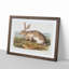 Texan Hare by J.W. Audubon - Picture Frame Art Print-55640669-55640666