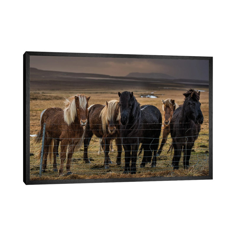 Icelandic Ponies 1 Piece Wall Art on Canvas, 66.04 cm H x 45.72 cm W, Black Framed