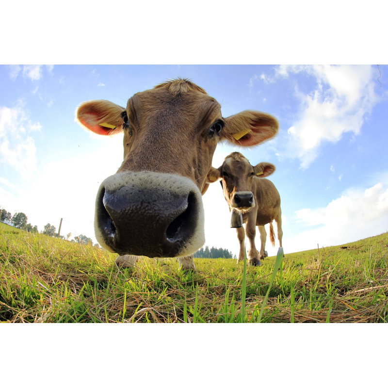 Young Cows - Wrapped Canvas Print, 61cm H x 91cm W