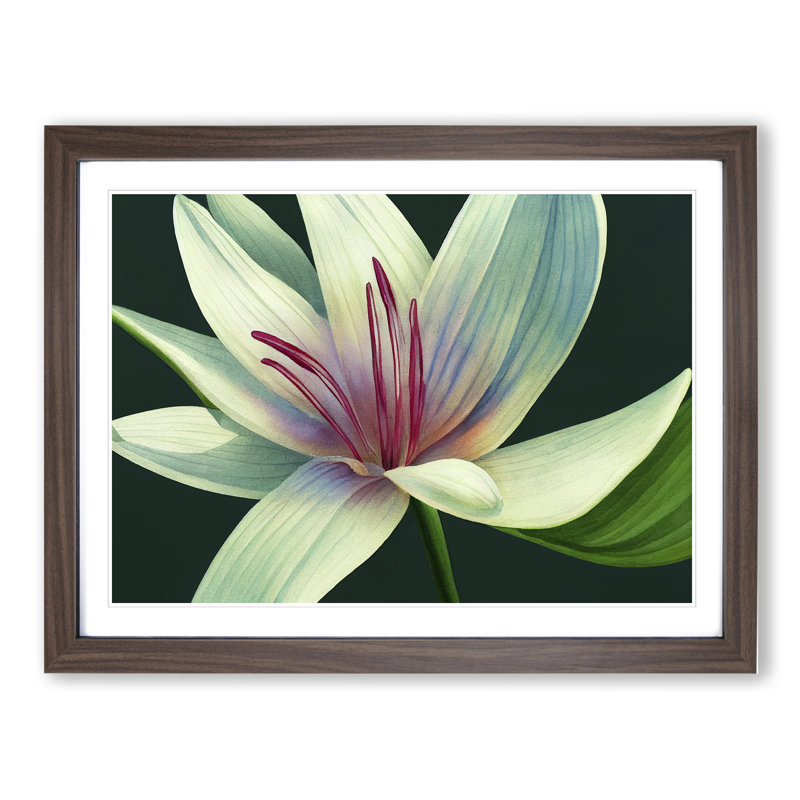 Dashing Lily Flower - Framed Print, 46cm H x 64cm W x 2cm D, Walnut