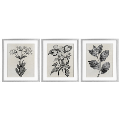 Ensemble de 3 reproductions encadrées sous verre Classic Natural Botanicals, design par Karen Smith