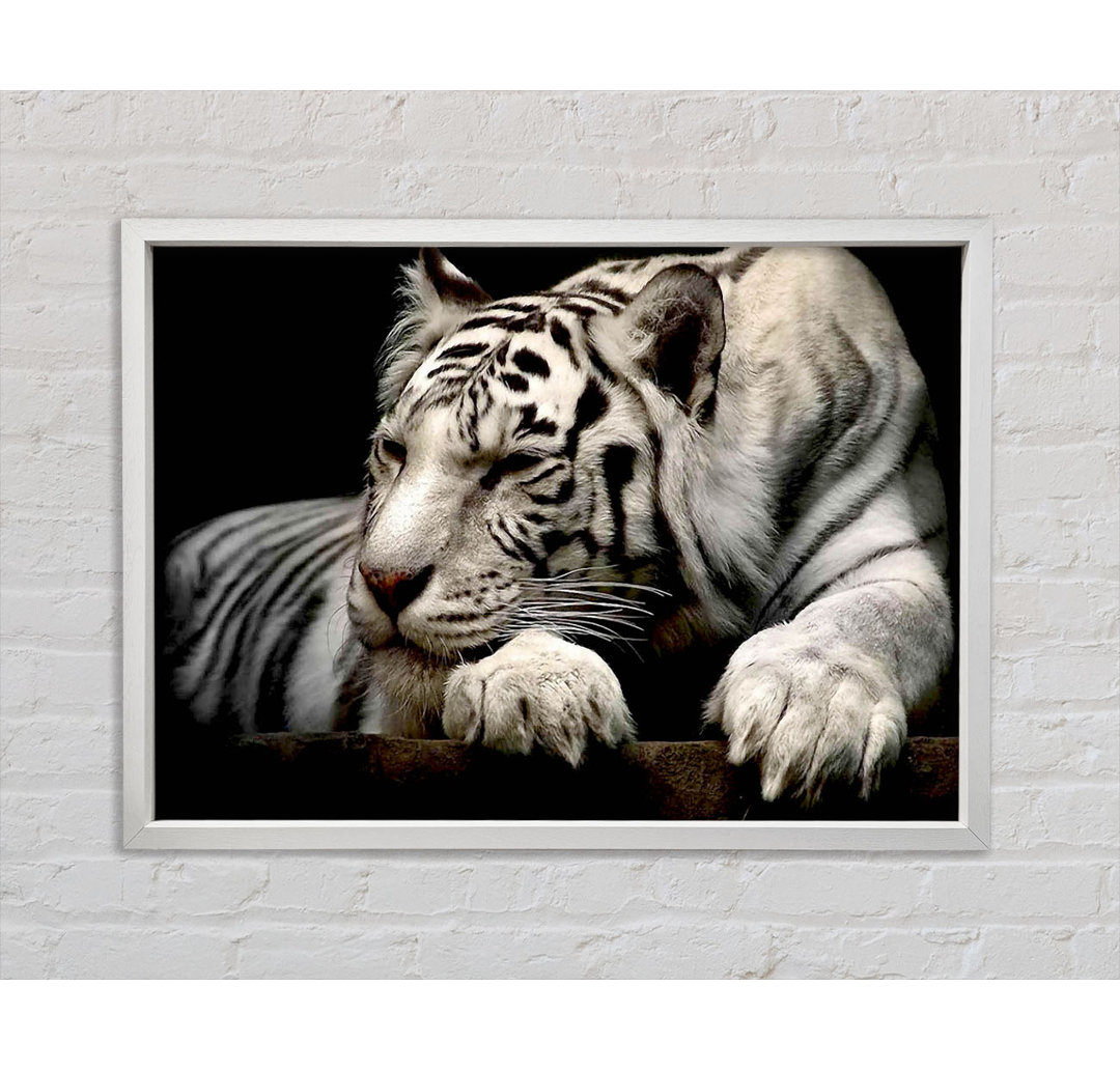 White Tiger Rest - Einzelner Bilderrahmen Kunstdrucke auf Leinwand