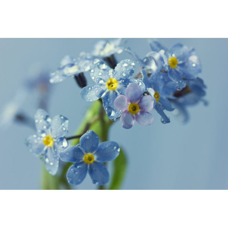 " Forget-Me-Not " by Julia_Sudnitskaya, 8" H x 12" W  
