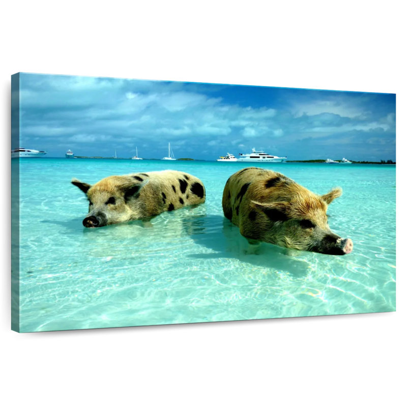 Cochons de mer, H 20 po x l 30 po