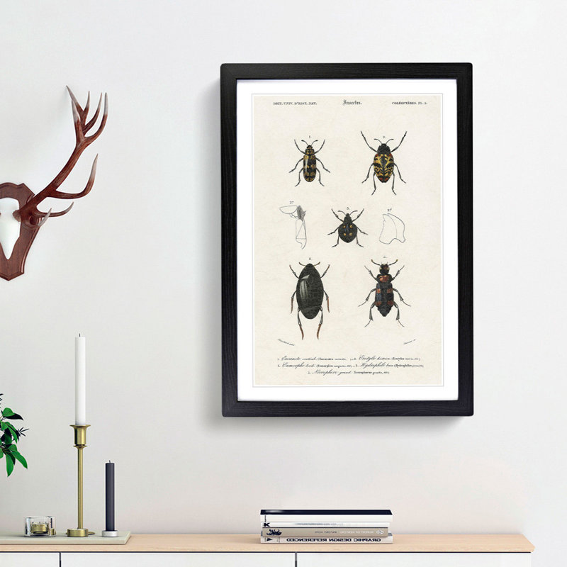 Beetle Illustration PL.5 by Charles D'Orbigny - Single Picture Frame Print, 33cm H x 24cm W x 2cm D, Black Framed