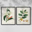 Reproduction encadrée Turpin Tropical Botanicals IX-Premium - prête à être accrochée-1420657864-1420657865