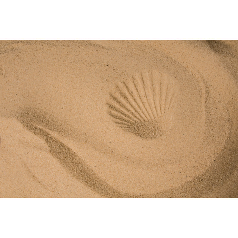Shell Impression - Wrapped Canvas Print, 30cm H x 46cm W x 3.8cm D