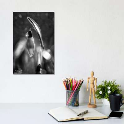 Snowdrops In Black And White by Martin Podt - Wrapped Canvas Print