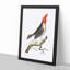 Crested Cardinal Bird by George Shaw - Framed Print-55621356-55621354
