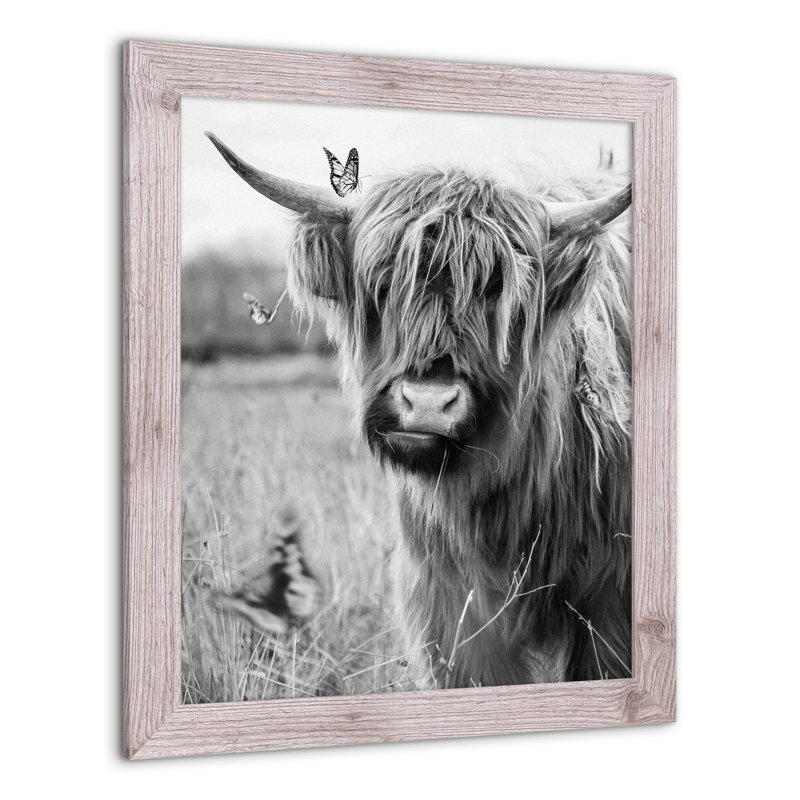 " Black And White Highland Cow "