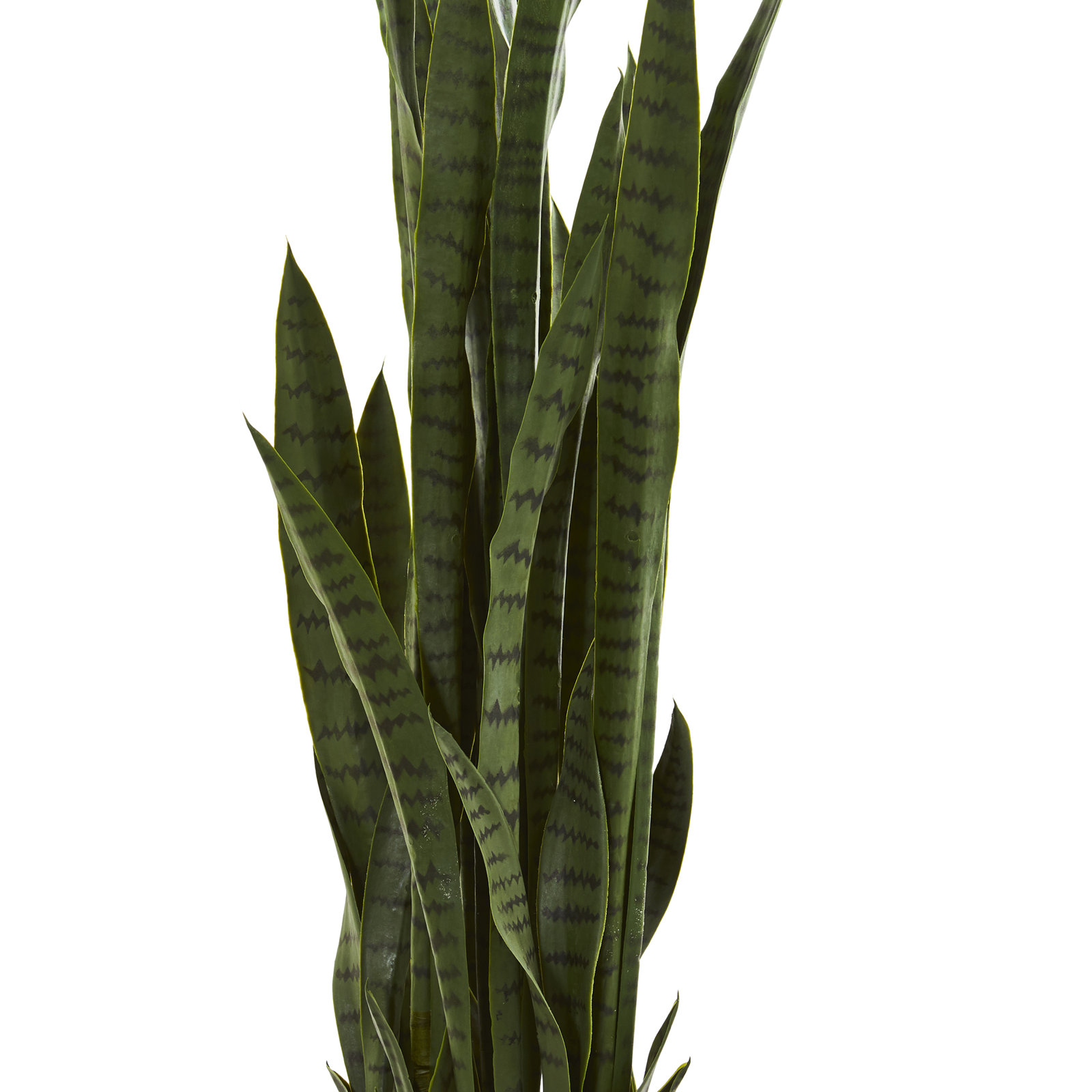 Snake Plant in Pot, Green, 48" H x 9" W x 9" D