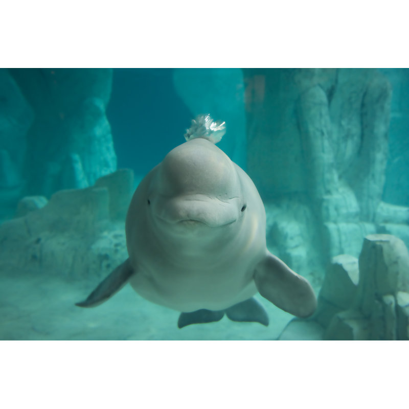 Beluga Whale by Racheldonahue - Wrapped Canvas Print, 51cm H x 76cm W x 3.8cm D
