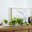 Artificial Plant